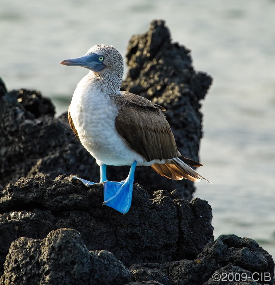 birds-of-galapagos-carlosibanez-se